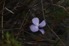 Viola decumbens decumbens