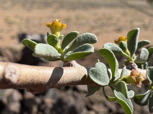 Paperbark Woody-euphorbia (Euphorbia guerichiana)