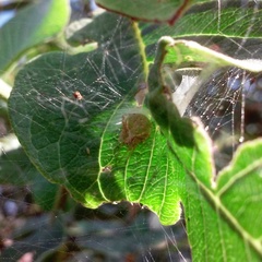 Araneus detrimentosus