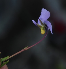 Viola decumbens decumbens