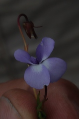 Viola decumbens decumbens