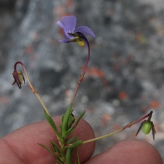 Viola decumbens decumbens