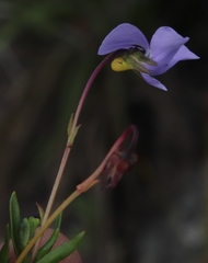 Viola decumbens decumbens