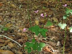 Desmodium obtusum
