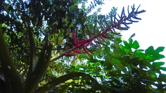 Aechmea bracteata pacifica