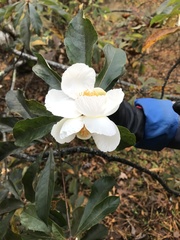 Franklinia