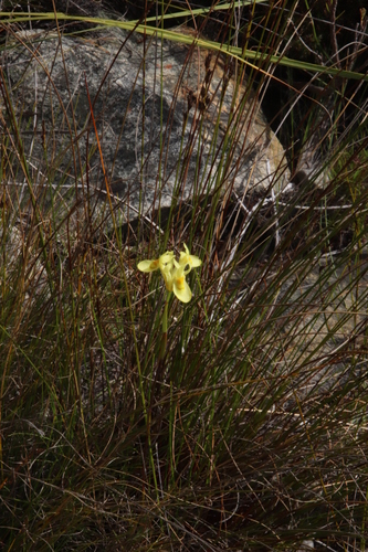 Image of Moraea anomala by (c) Tony Rebelo, some rights reserved (CC BY-SA)