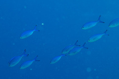 Caesio lunaris