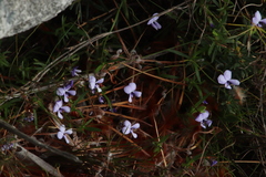 Viola decumbens