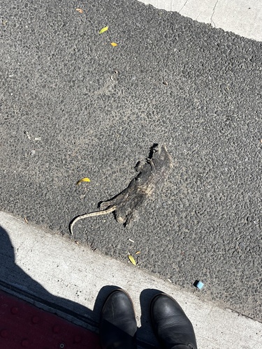 Rat photographed near here on 2025-08-23