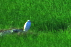 Egretta thula