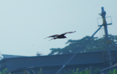 Rostrhamus sociabilis