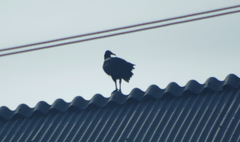 Coragyps atratus