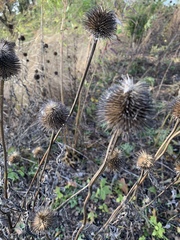 Echinops sphaerocephalus
