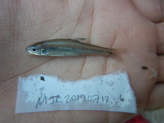 Notropis volucellus