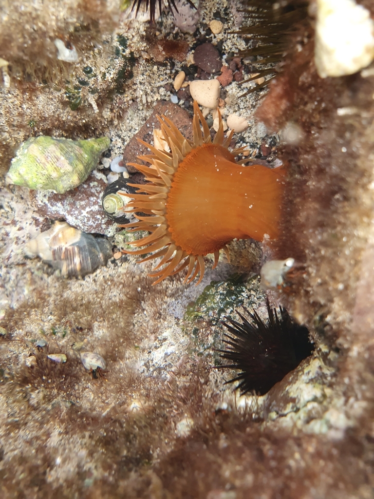 sargassum anemone