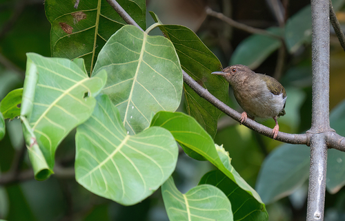 iNaturalist image