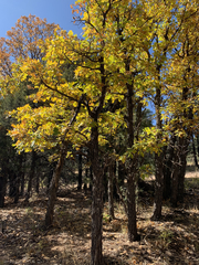Quercus gambelii