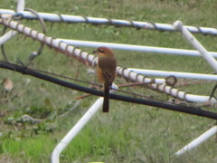Lanius bucephalus