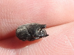 Onthophagus hecate