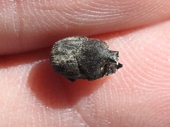Onthophagus hecate