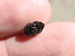 Onthophagus hecate