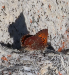 Aloeides thyra thyra