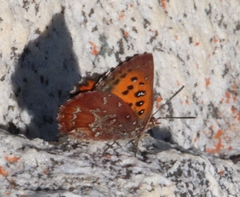 Aloeides thyra thyra