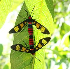 Euchromia elegantissima