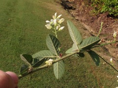 Desmodium viridiflorum