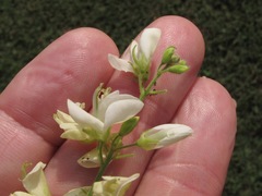 Desmodium viridiflorum