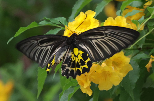 Golden Birdwing