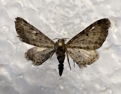 Eupithecia misturata
