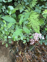 Hydrangea alternifolia