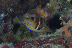 Canthigaster ocellicincta
