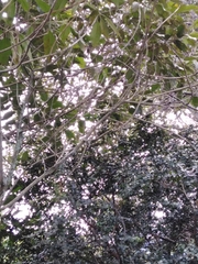 Citharexylum subflavescens