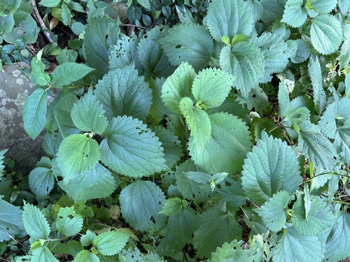 Boehmeria holosericea