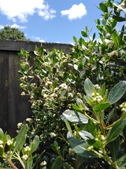 Baccharis bogotensis