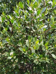Baccharis bogotensis