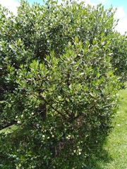 Baccharis bogotensis