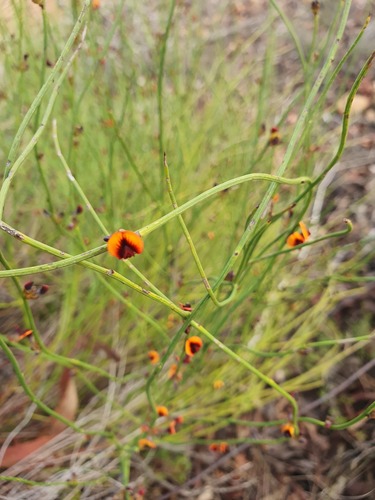 Daviesia debilior observed 2024-06-17