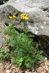 Jacobaea adonidifolia