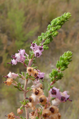 Erica grata
