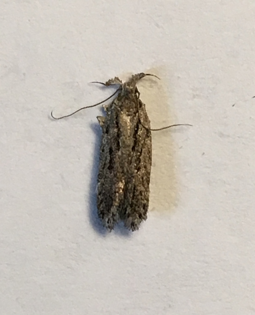 Aroga websteri