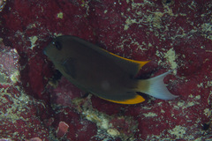 Ctenochaetus tominiensis