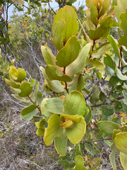 Hakea elliptica, photograph (c) Caleb Catto, some rights reserved (CC BY)
