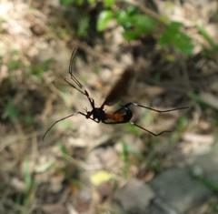 Pselliophora hoppo