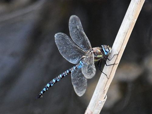 Migrant Hawker