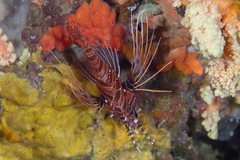 Pterois antennata
