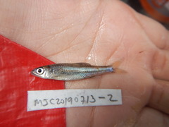 Notropis volucellus